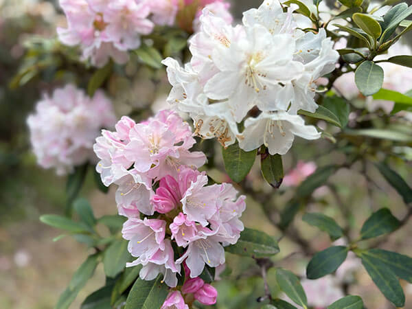 石楠花開花