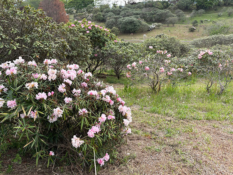 桃色の石楠花
