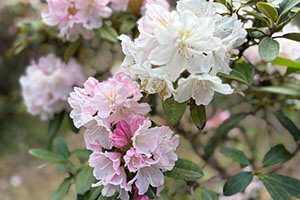 石楠花